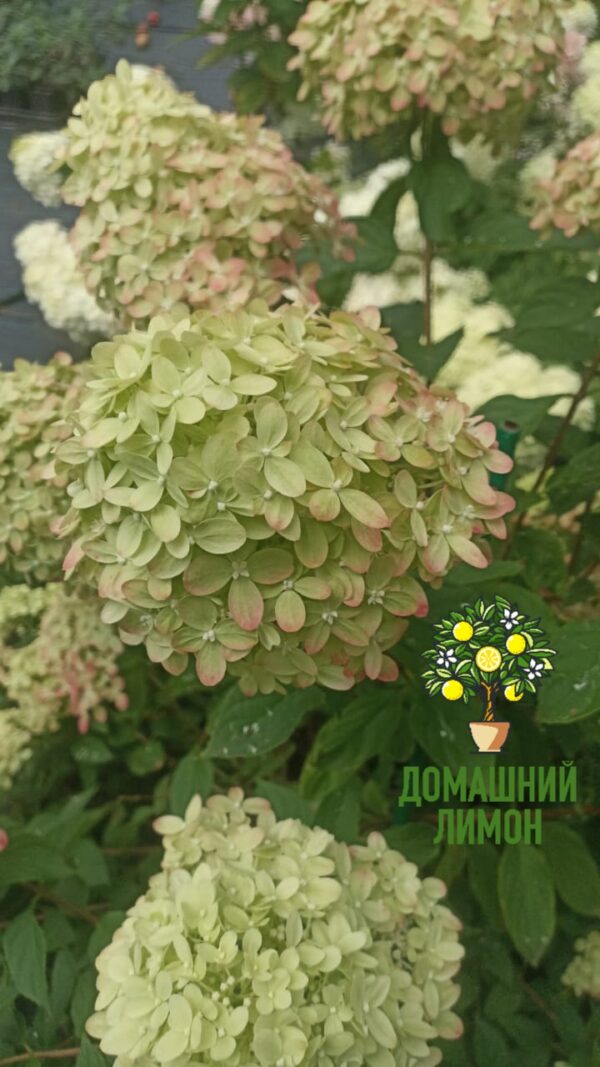 Гортензия метельчатая Литл Лайм Little Lime 6