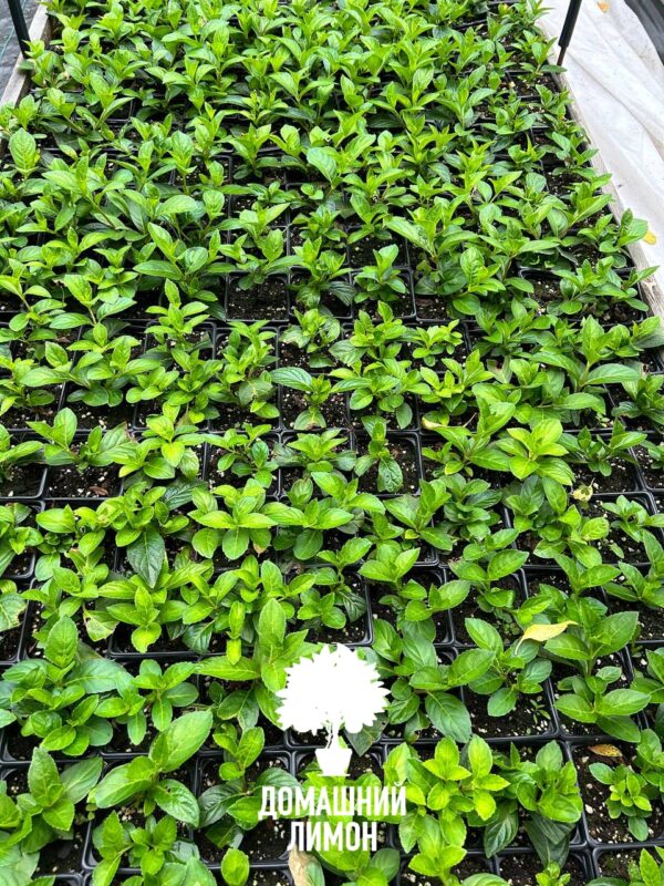 Гортензия метельчатая Литл Лайм Little Lime 10