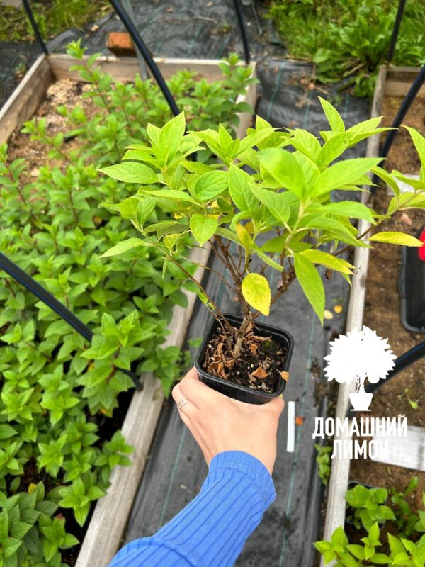 Гортензия метельчатая Литл Лайм Little Lime 7