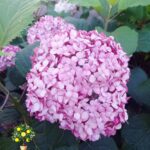 Гортензия метельчатая Литл Лайм Little Lime 4