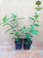 Гортензия метельчатая Литтл Блоссом Little Blossom 14