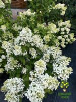 Гортензия метельчатая Литтл Блоссом Little Blossom 12