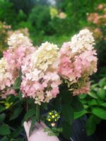 Гортензия метельчатая Литтл Блоссом Little Blossom 11