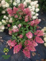 Гортензия метельчатая Литтл Блоссом Little Blossom 10