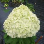 Гортензия метельчатая Литтл Блоссом Little Blossom 4