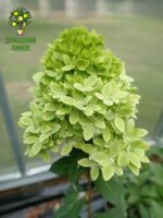 Гортензия метельчатая Би Грин Bee Green 11