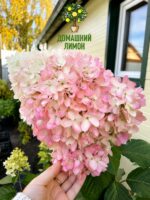 Метельчатая гортензия Пинки Промис Pinky Promise 16