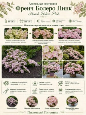 Гортензия ампельная Френч Болеро пинк 3