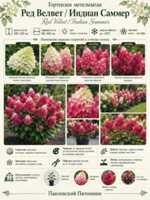 Гортензия метельчатая Ред Велвет / Индиан Саммер 3