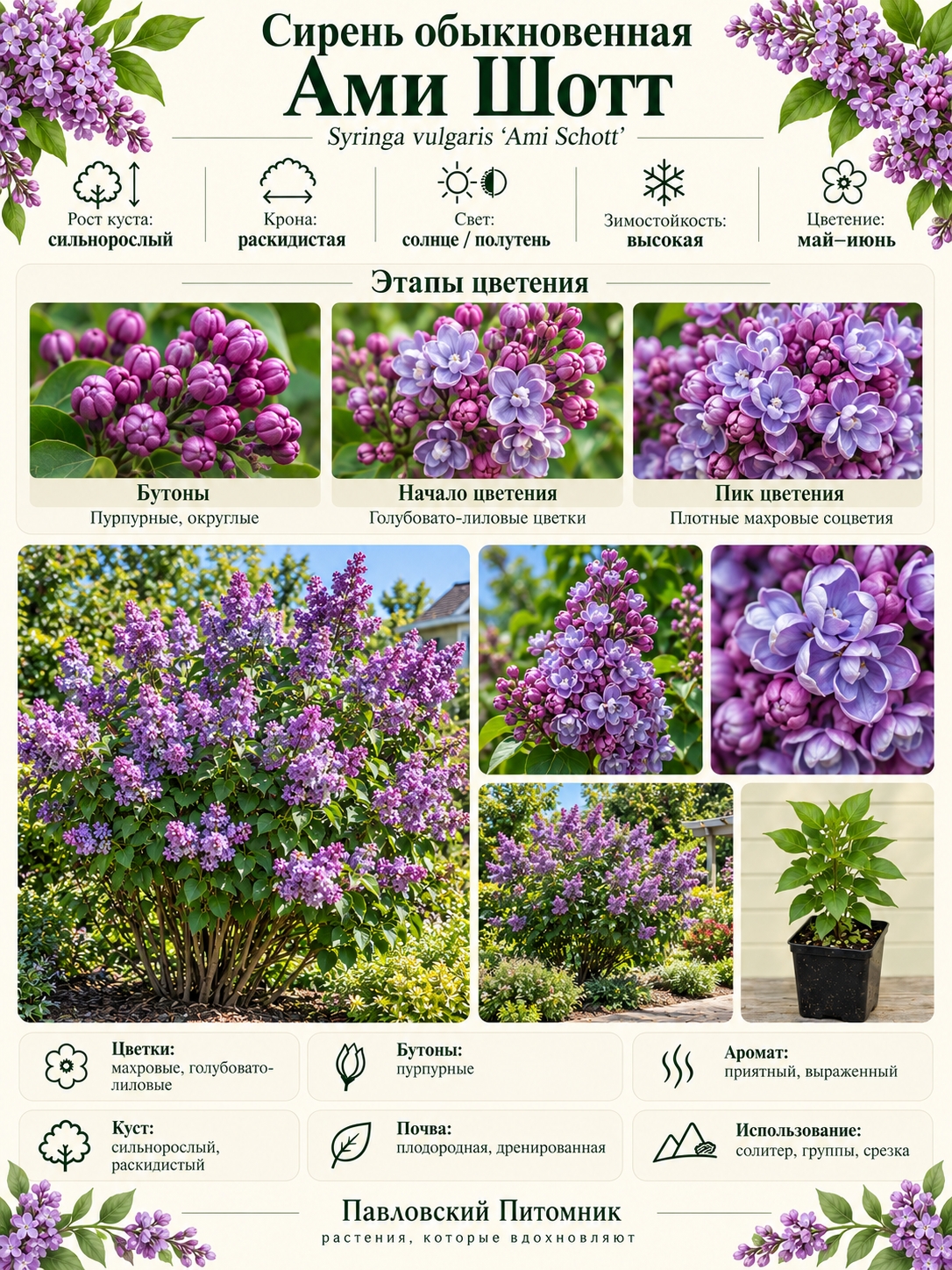 Сирень Ами Шотт 5 Сирень Ами Шотт 5