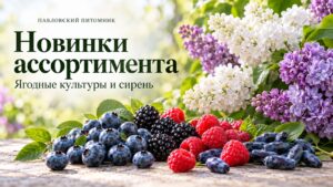 Ягоды голубики, ежевики, малины и жимолости рядом с цветущей сиренью — обложка «Новинки ассортимента» Павловского питомника.