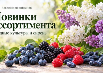 Ягоды голубики, ежевики, малины и жимолости рядом с цветущей сиренью — обложка «Новинки ассортимента» Павловского питомника.