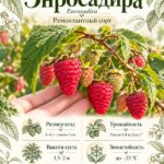 Сирень Ами Шотт 4