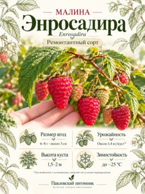 Малина Энросадира