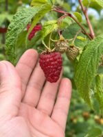 Малина Энросадира 14