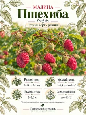 Малина Пшехиба
